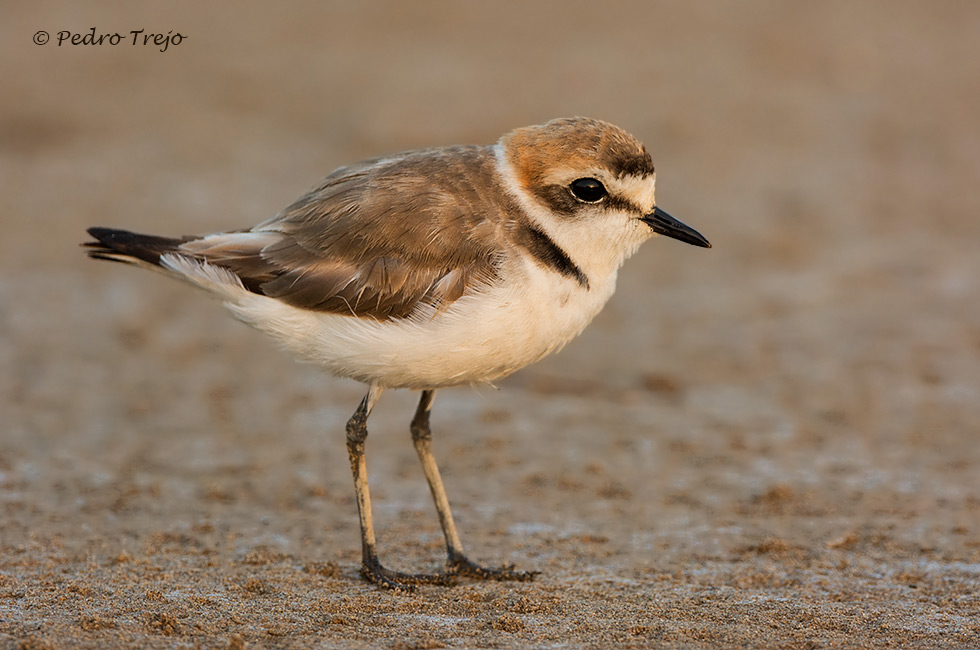 Chorlitejo patinegro (Charadrius alexandrinus)